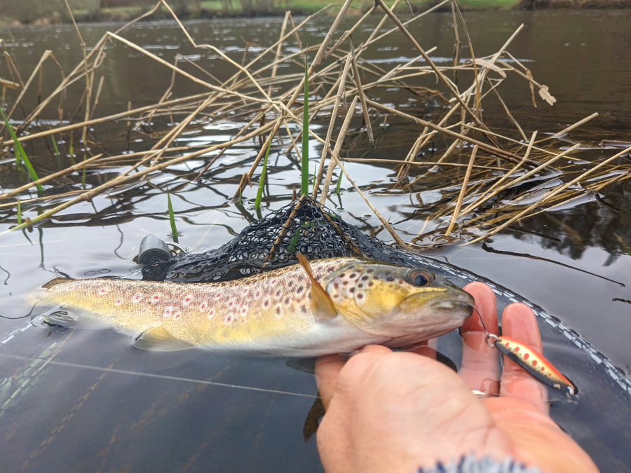 truite sauvage de la Sioule prise à la cuiller ondulante