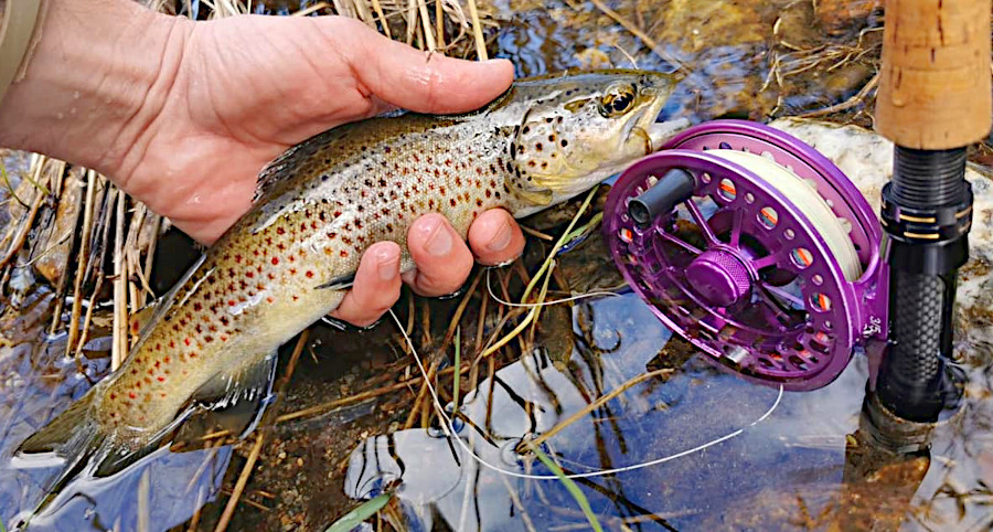 truite prise à la mouche sèche avec une canne et un moulinet à mouche